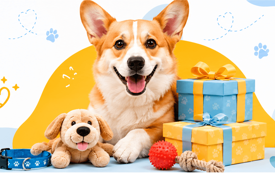 Corgi con regalos, un peluche y juguetes