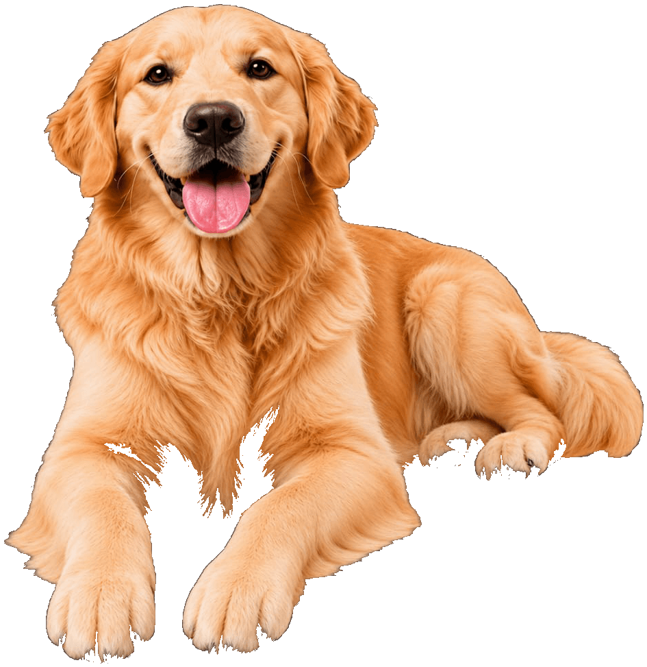 Golden Retriever relajado